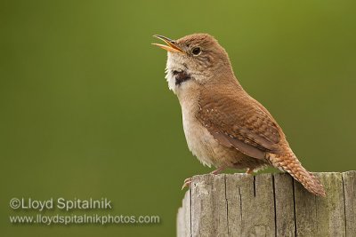 House Wren