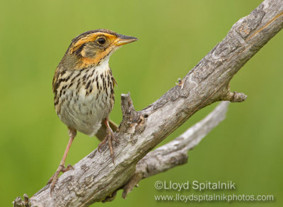 Saltmarsh Sparrow