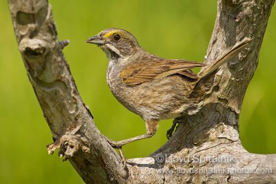 Seaside Sparrow