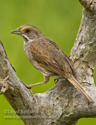 Seaside Sparrow