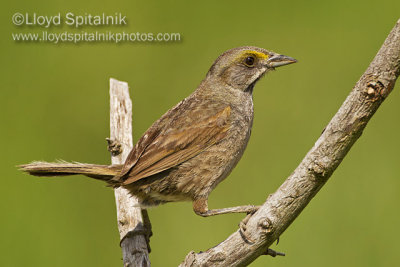 Seaside Sparrow