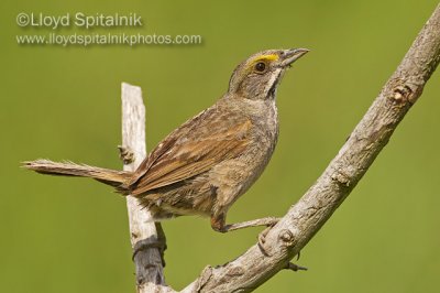 Seaside Sparrow