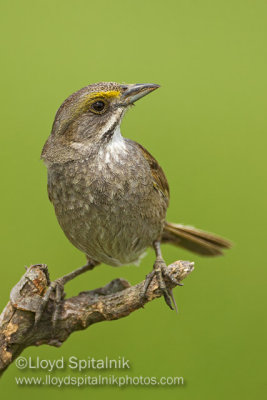 Seaside Sparrow