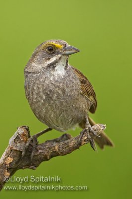 Seaside Sparrow