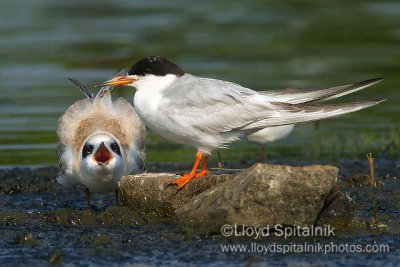 Forster's Tern