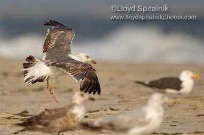 Lesser Black-backed Gull