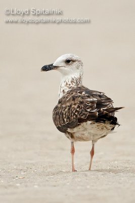 Lesser Black-backed Gull