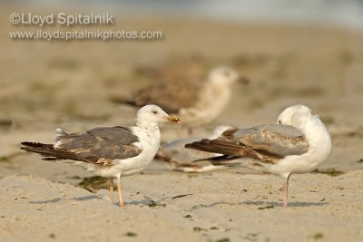 Lesser Black-backed Gull