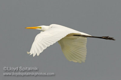 Great Egret