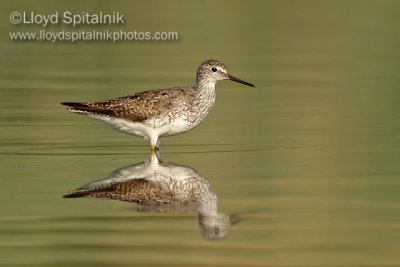 Lesser Yellowlegs