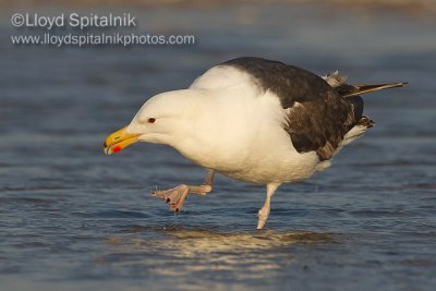 Great Black-backed Gull