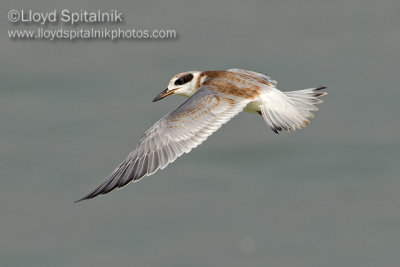 Forster's Tern