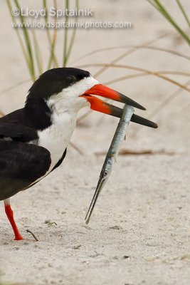 Black Skimmer with Atlantic Needlefish