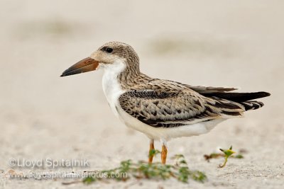 Black Skimmer