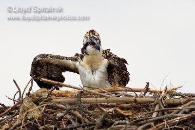 Osprey