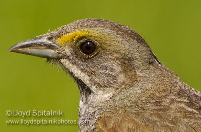 Seaside Sparrow