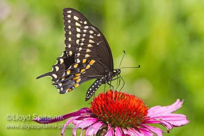 Black Swallowtail