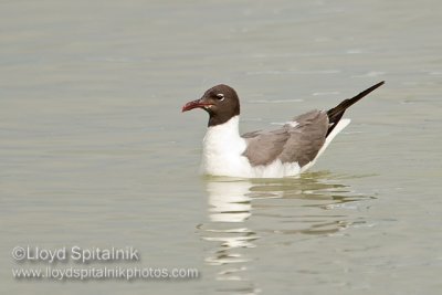 Laughing Gull