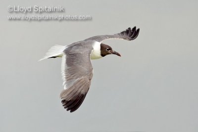 Laughing Gull