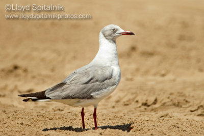 Gray-hooded Gull