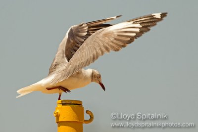Gray-hooded Gull (adult)