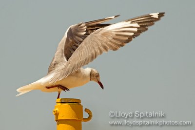 Gray-hooded Gull