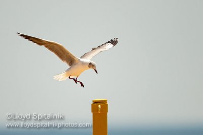 Gray-hooded Gull