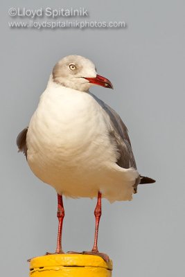 Gray-hooded Gull