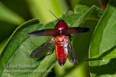 Click Beetle