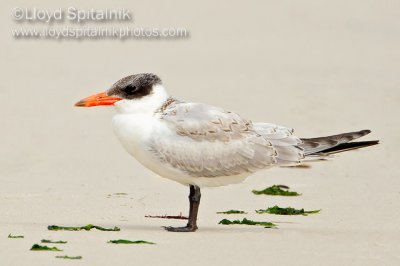 Caspian Tern