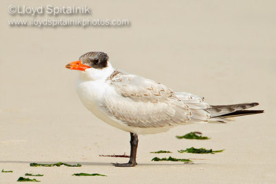 Caspian Tern