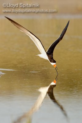 Black Skimmer