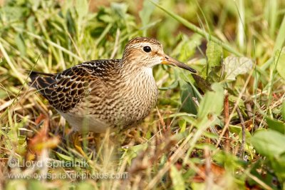 Pectoral Sandpiper (juvenile)
