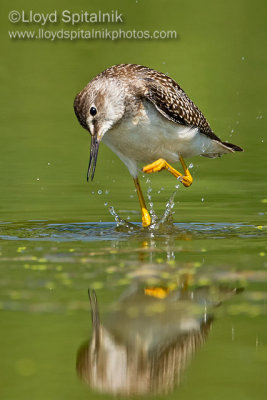 Lesser Yellowlegs