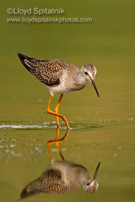 Lesser Yellowlegs
