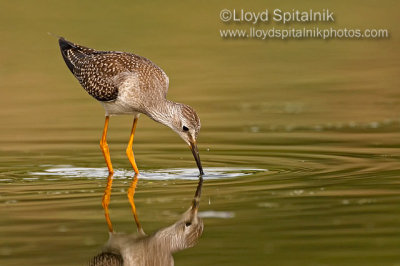 Lesser Yellowlegs (juvenile)