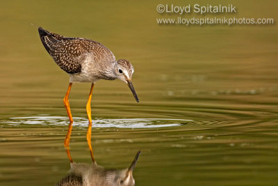 Lesser Yellowlegs (juvenile)