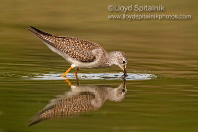 Lesser Yellowlegs (juvenile)