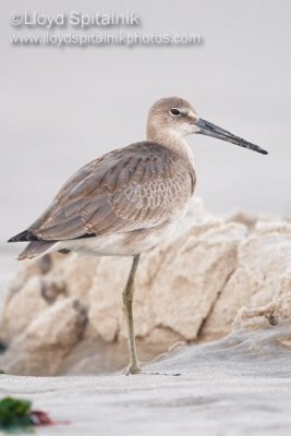 Willet