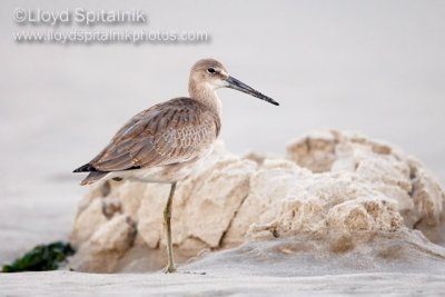 Willet (Western juvenile)