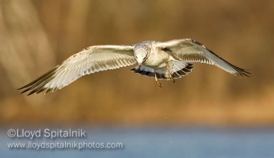 Ring-billed Gull (1st cycle)
