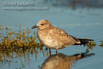 Laughing Gull