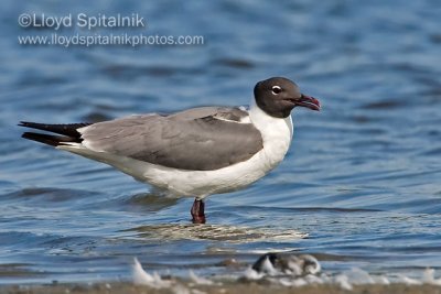 Laughing Gull