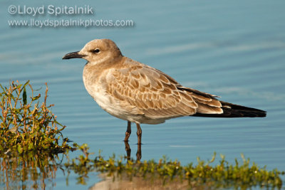 Laughing Gull