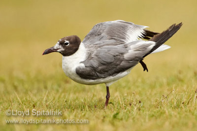 Laughing Gull