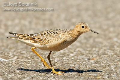 Buff-breasted Sandpiper