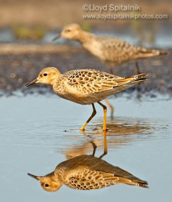 Buff-breasted Sandpiper