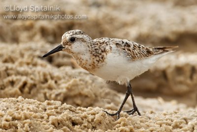 Sanderling