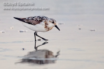 Sanderling