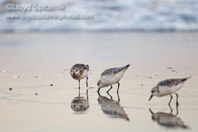 Sanderling